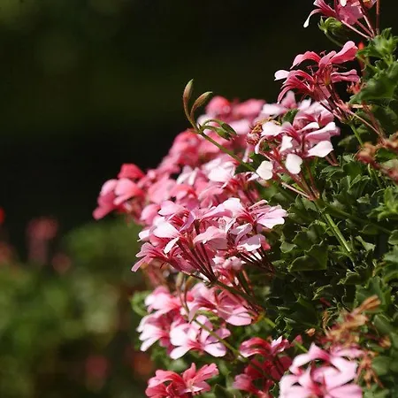 Park Faver 3* Tremosine