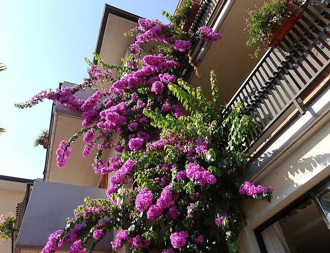 Hotel Park Faver 3*